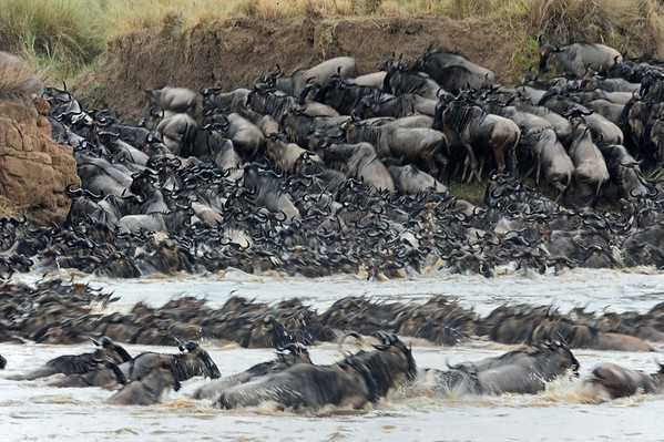 river crossing in the migration in Masai Mara