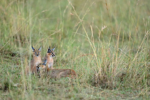 Caracal family