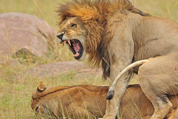 Mating lions