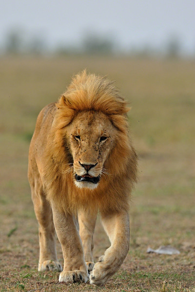Male lion