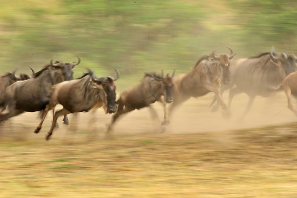 Wildebeest migration in Masai Mara
