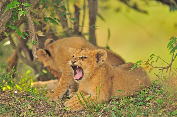 lions in masai mara