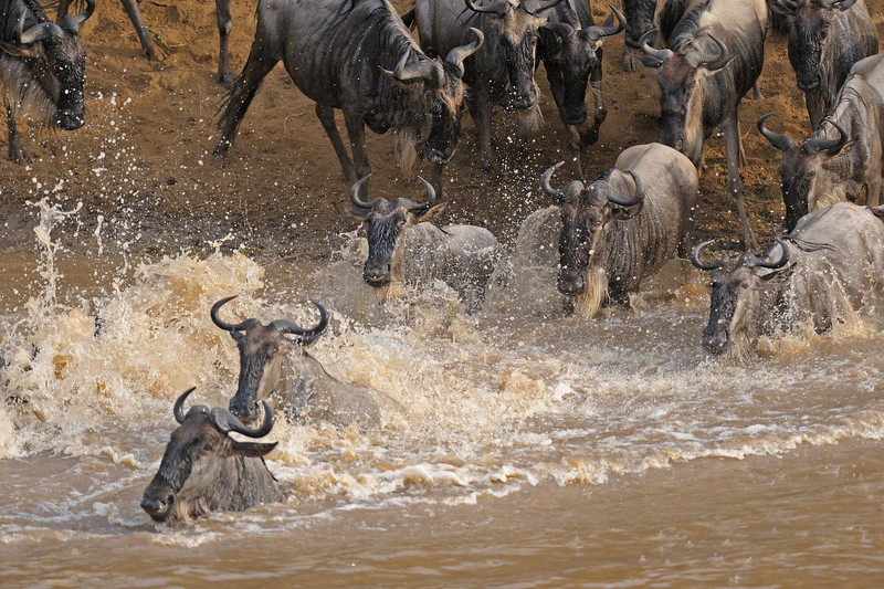 masai mara migration
