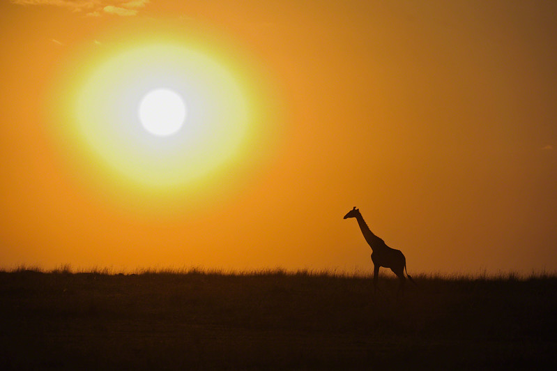 masai giraffe at sunset