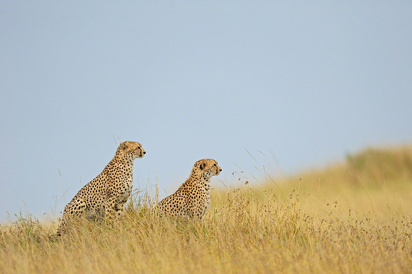 cheetahs in masai mara