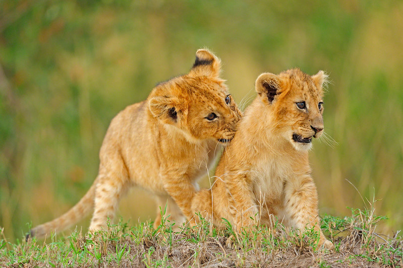 lion cubs masai mara