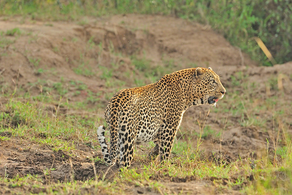 leopard in masai mara