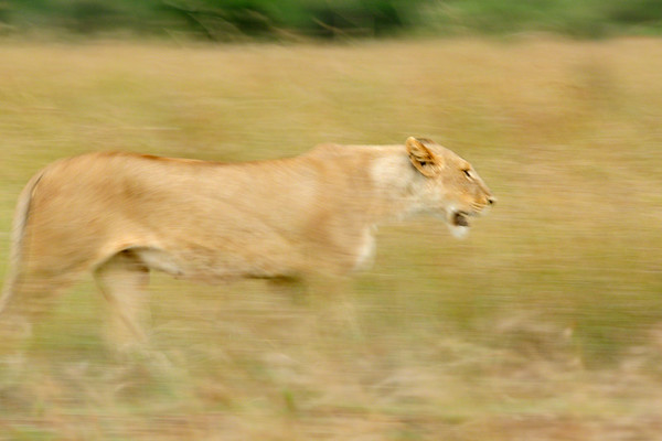 lions in masai mara