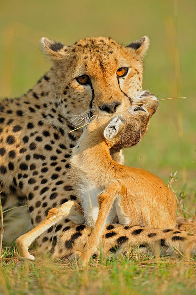 cheetah kill