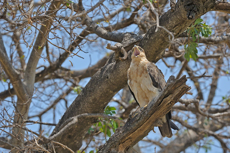 tawny eagle