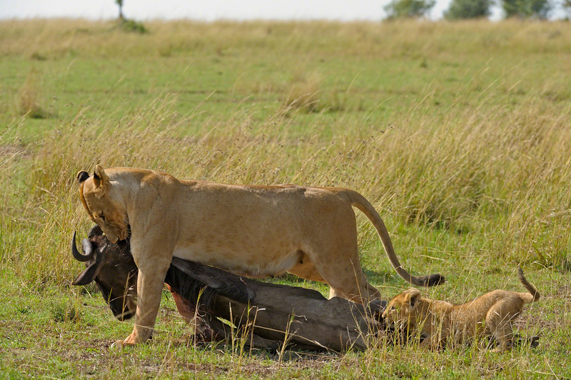 lioness and vcubs with a kill in masai mara
