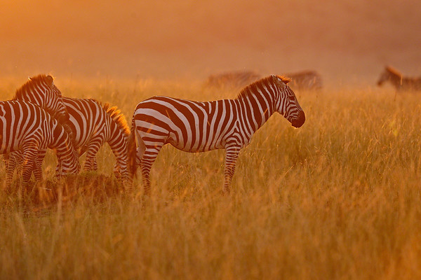 zebras at sunset