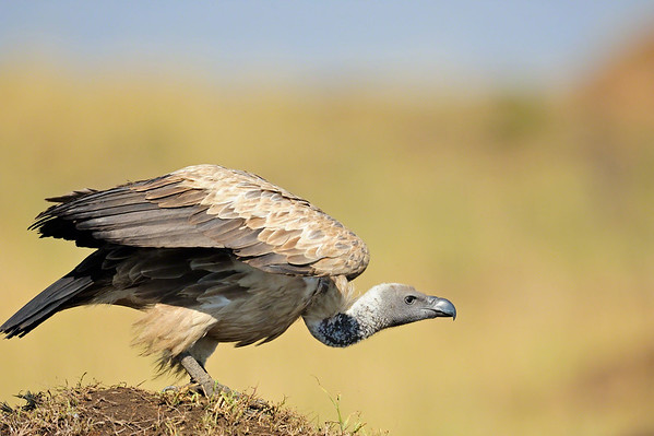 vultures in masai mara