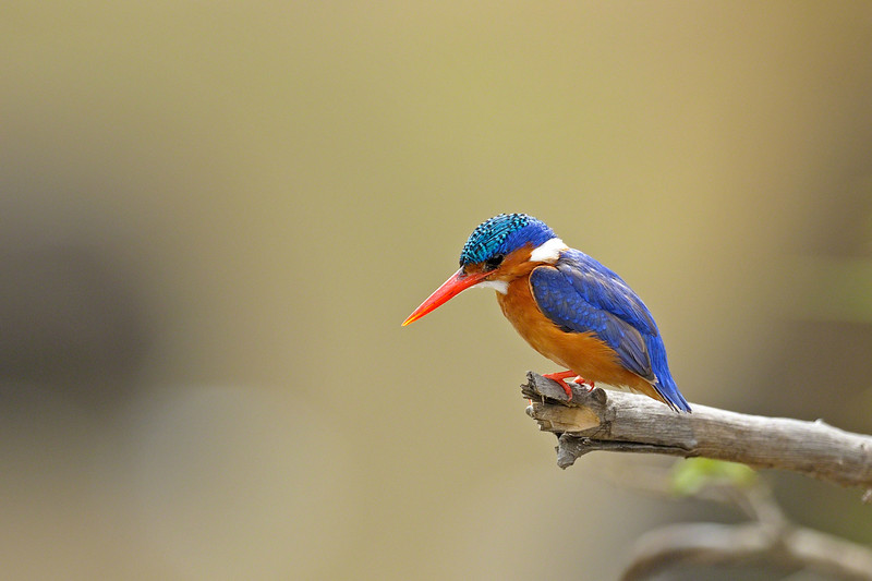 Malachite kingfisher