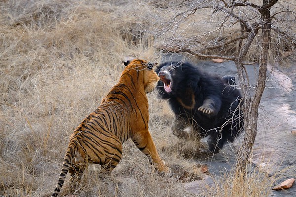bear tiger fight in Ranthambhore India