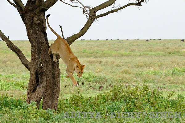 Lion jumping from a tree