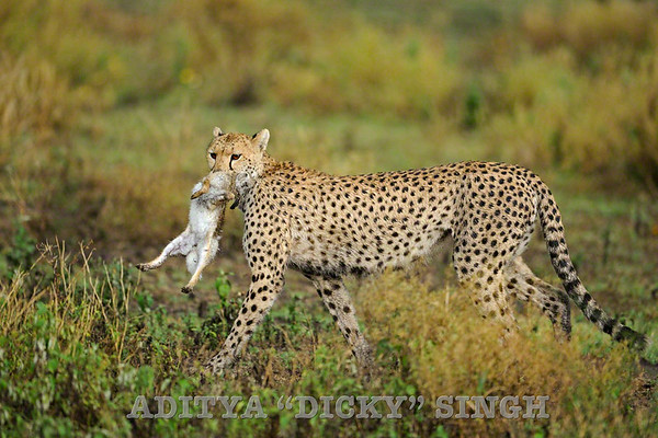 Cheetah with a dead hare