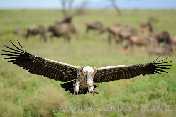 Vultures in Ndutu