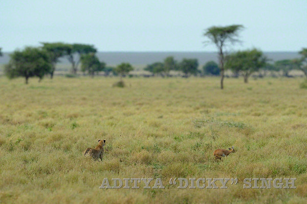 plains of Ndutu