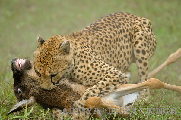 Cheetah kill