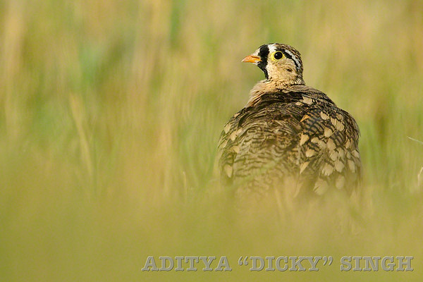 Sandgrouse