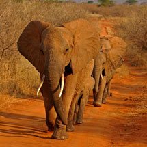 African elephants in Tsavo National Park