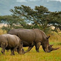 White rhinoceros family