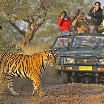 Tourist vehicles following a tiger on a tiger safari in Ranthambhore tiger reserve